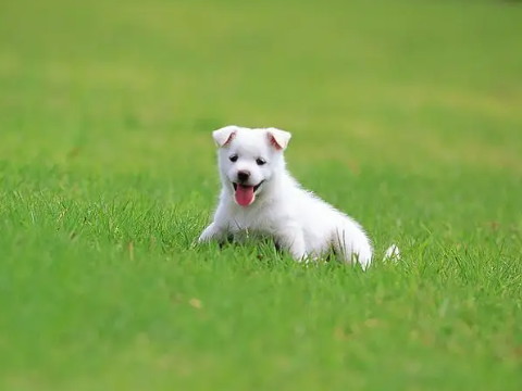 手提包打一字谜(手提包打一字谜打一个字)